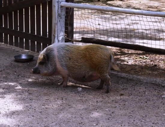 ¿Sabías que los cerdos vietnamitas pueden vivir de 15 a 20 años? Además, pueden llegar a pesar hasta 65 kilogramos.