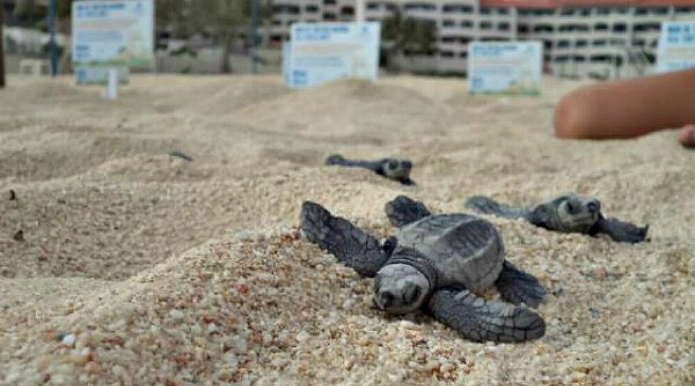 Cabo San Lucas liberación de tortugas marinas