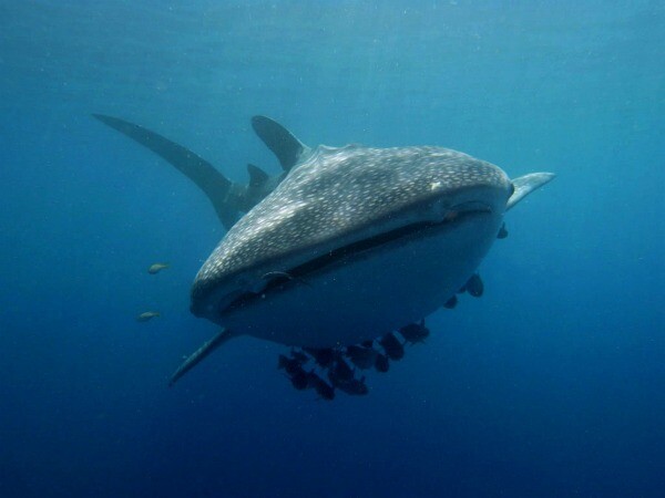 Cancún tiburón ballena