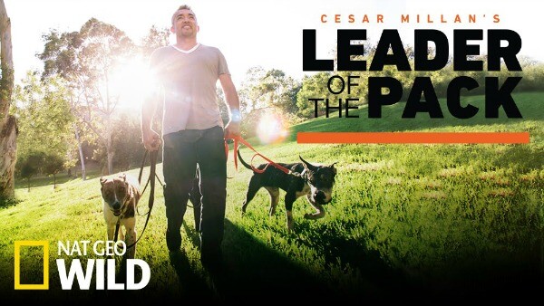 Cesar Millan Leader of the Pack