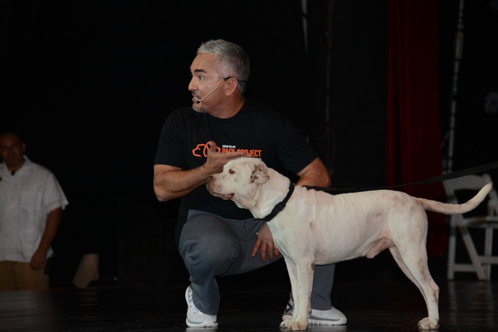 Cesar Millan entrenamiento de perros