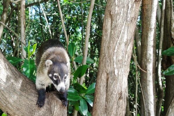 Kudamundi or Mexican Raccoon | Wildlife in Mexico