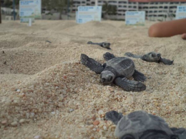 Los Cabos baby sea turtle release