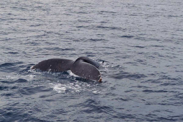 Los Cabos whale watching