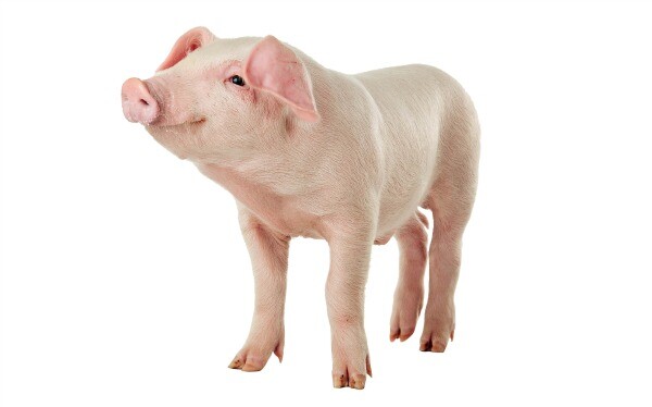 Pig intelligent animal