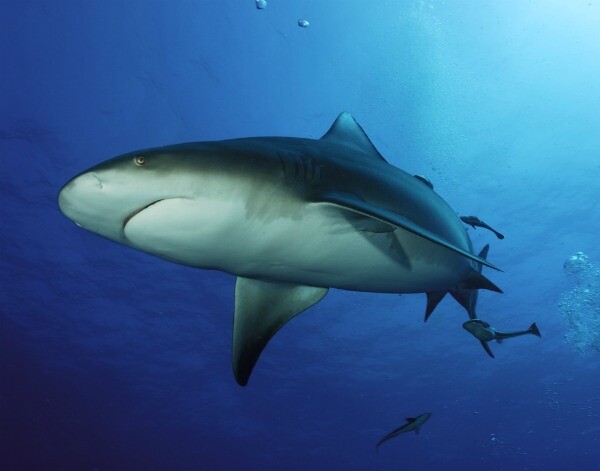 Riviera Maya bull shark