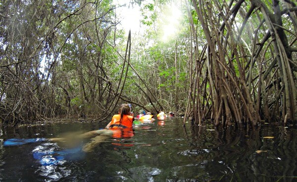 Riviera Maya mangrove tour