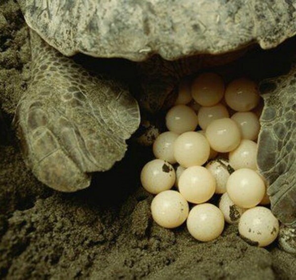 Riviera Maya sea turtle eggs