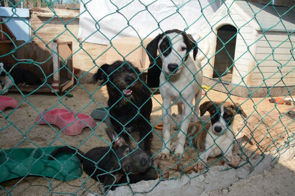 SOS El Arca Riviera Maya animal shelter