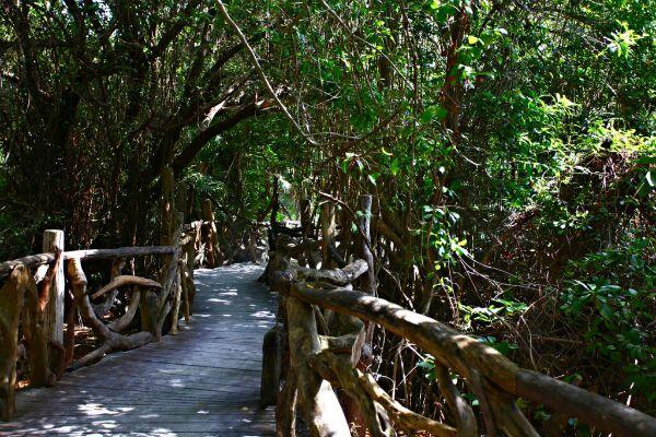 Sandos Caracol Eco Resort jungle