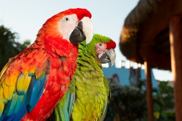 Sandos Caracol resort macaws