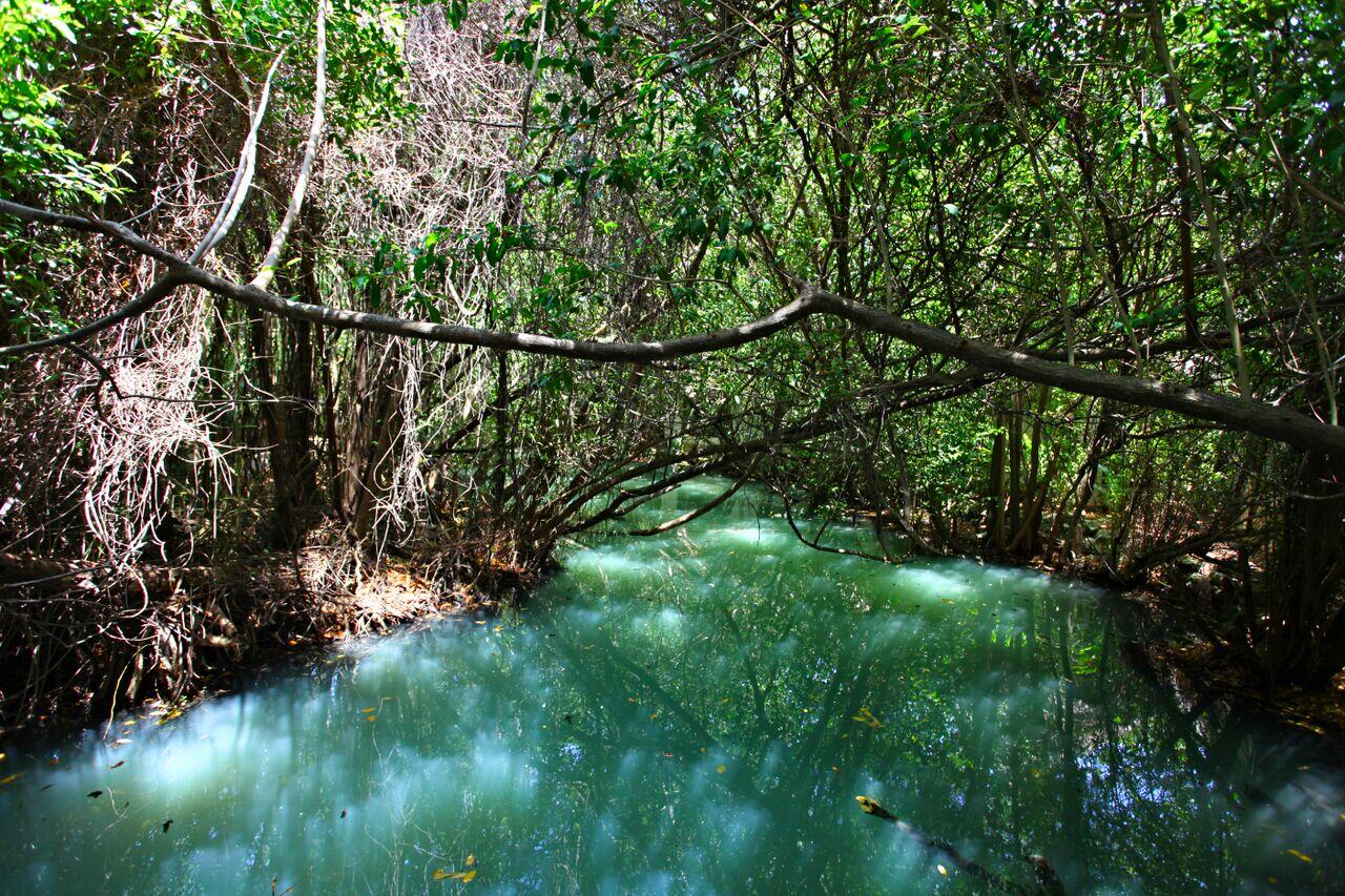 Los manglares estabilizan las líneas costeras y previene la erosión provocada por las olas y tormentas.