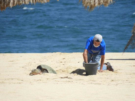 Eclosión de tortugas en Los Cabos