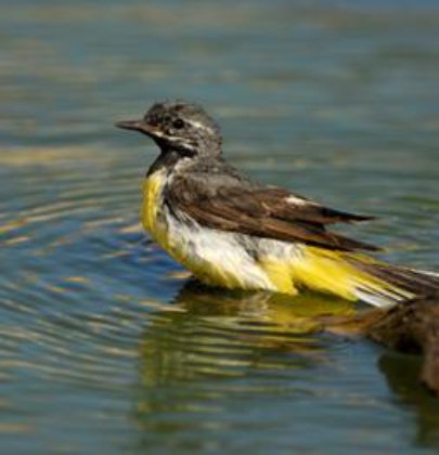 Aves se refugian de la sequía en la Reserva Ambiental