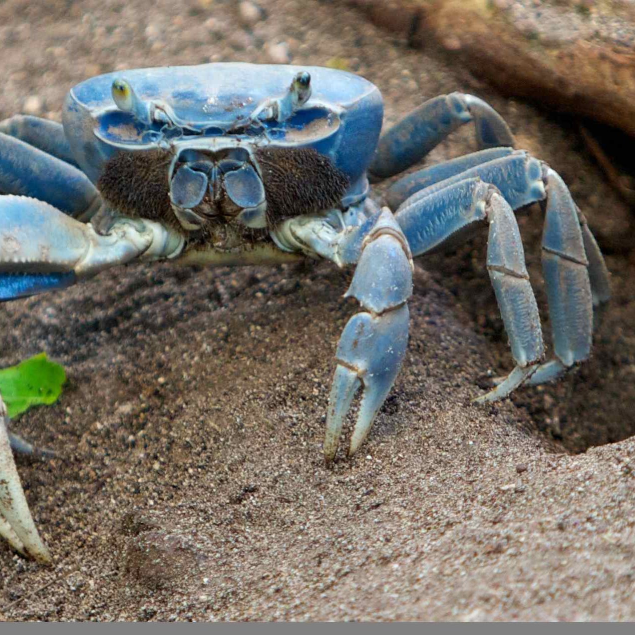 Mangrove Crab Reproduction