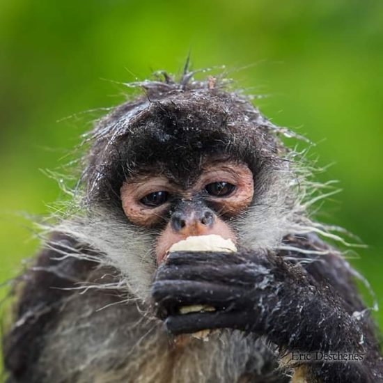 spider monkey eating