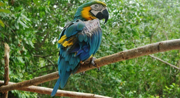 Guacamaya azul y dorado Riviera Maya Fotos con animales