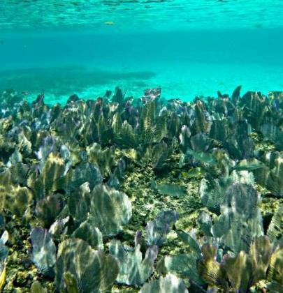 Buceo en Los Cabos: Los mejores sitios para el buceo en Cabo San Lucas