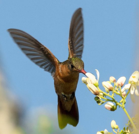 Colibrí Canela - Cinnamon Hummingbird