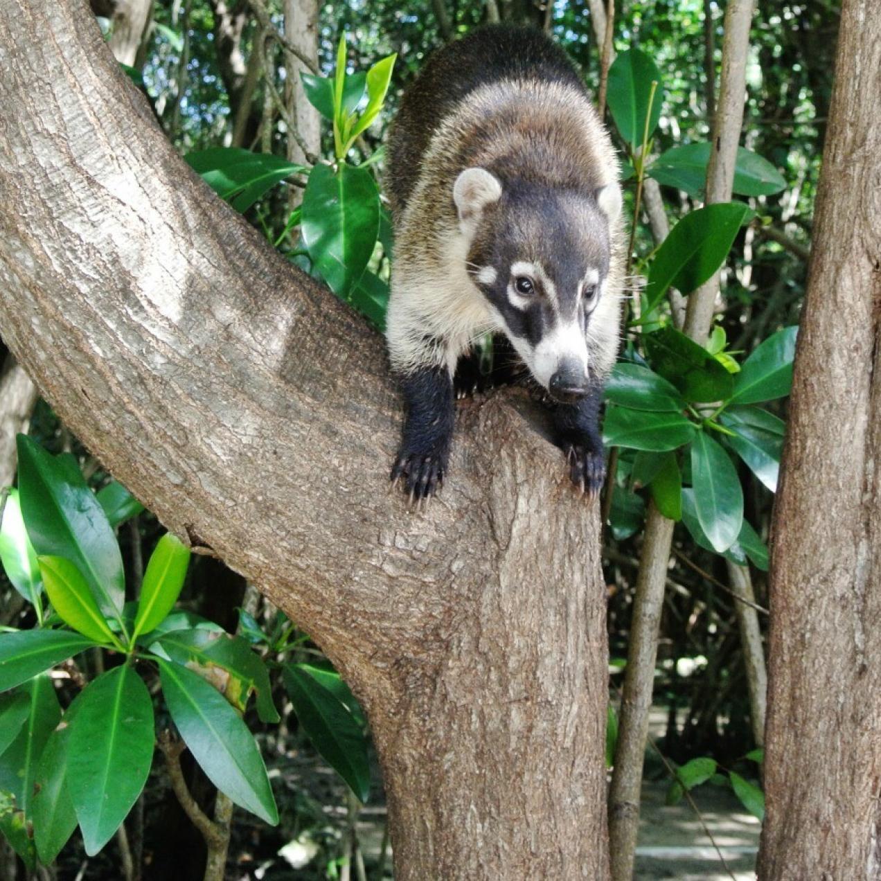 The Kudamundi or Mexican Raccoon Has 10 Different Names