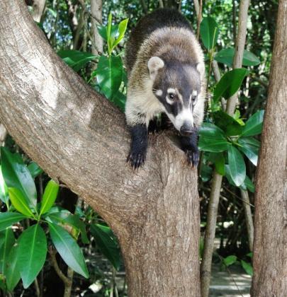 The Kudamundi or Mexican Raccoon Has 10 Different Names