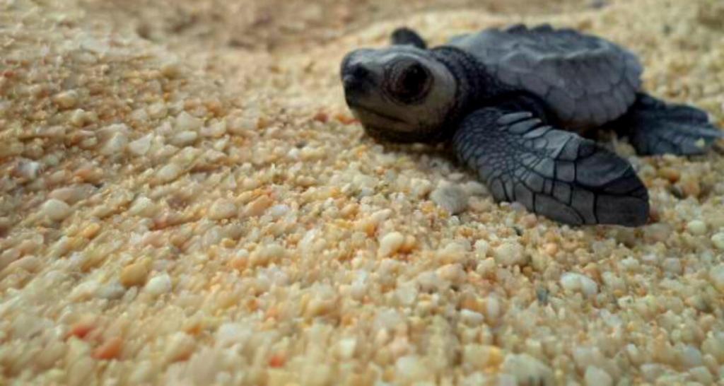 Baby turtle close up picture