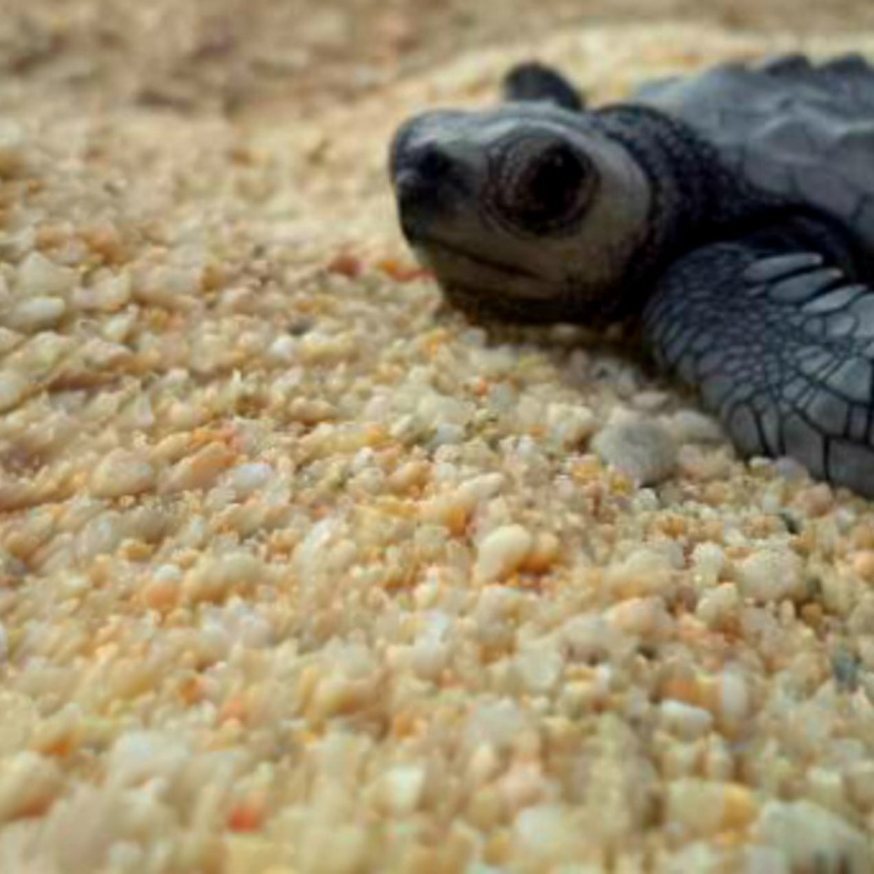 Baby Sea Turtle Invasion in Mexico
