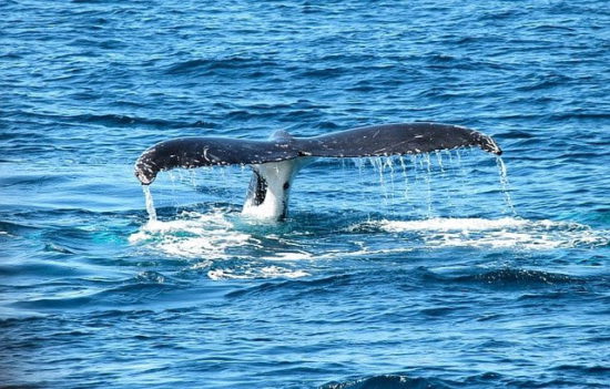 Avistamiento de Ballenas en Cabo