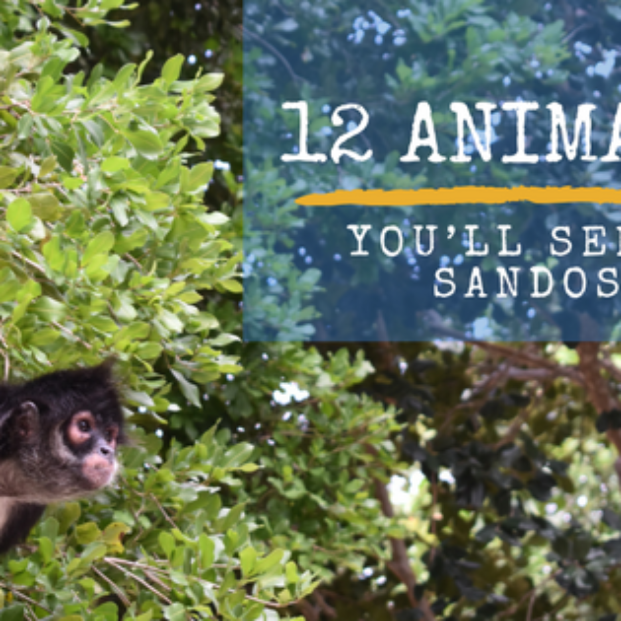 12 Mexican Animals You’ll See at Sandos