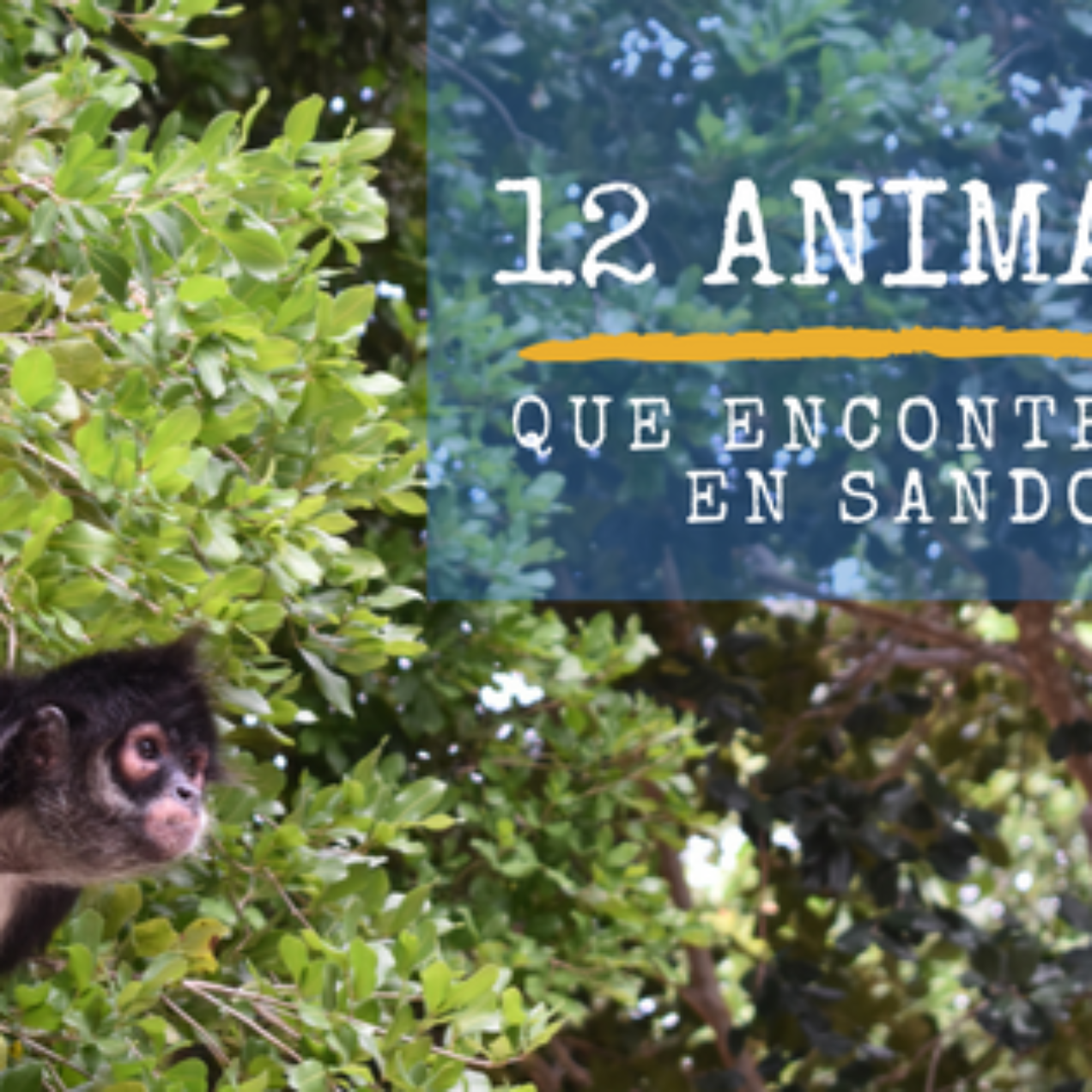 12 animales que encontrarás en Sandos
