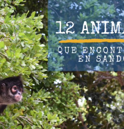 12 animales que encontrarás en Sandos