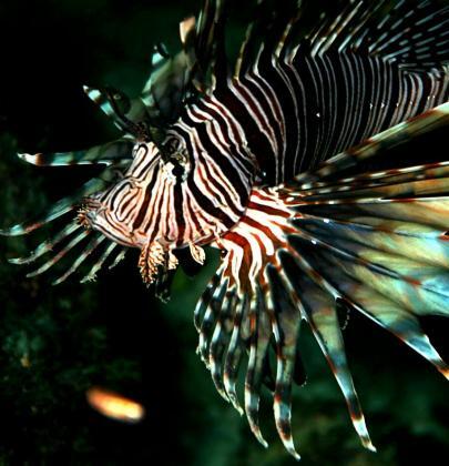 5 hermosos peces del Caribe
