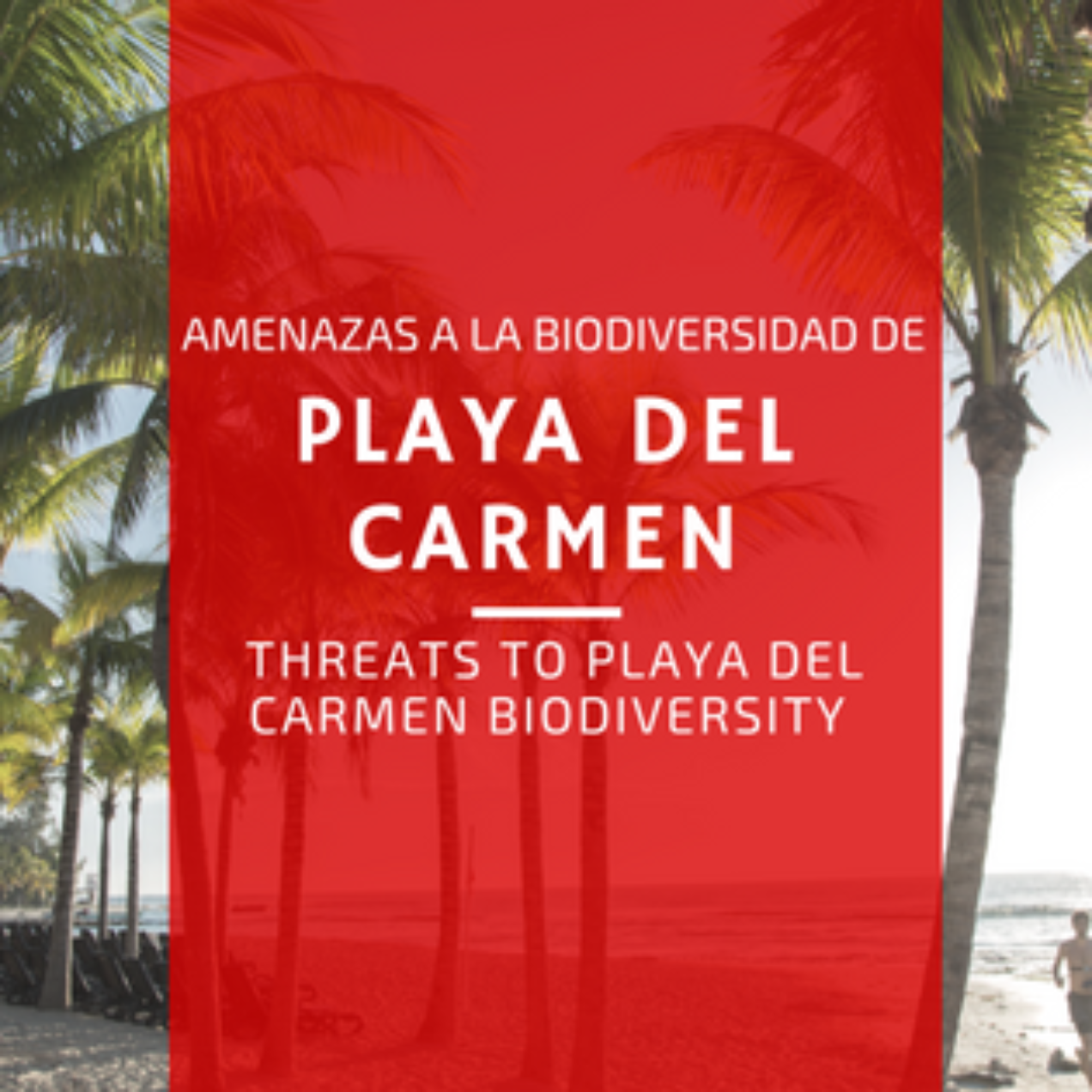 Riqueza natural de Playa del Carmen y cómo cuidarla