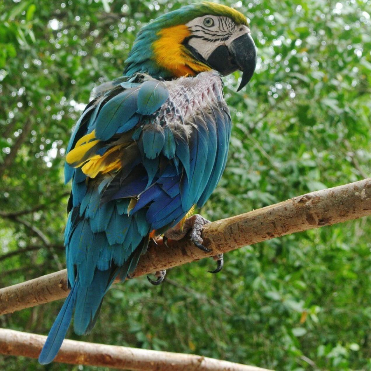 Sandos Stories: Lupita the Macaw