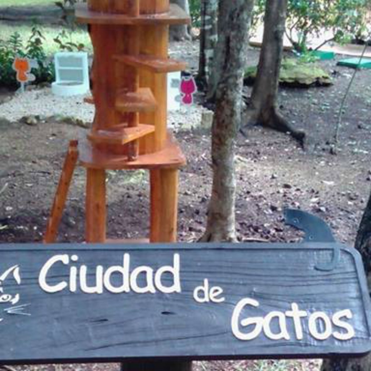 Introducing Cat City at Sandos Playacar