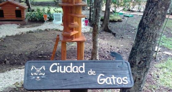 Introducing Cat City at Sandos Playacar