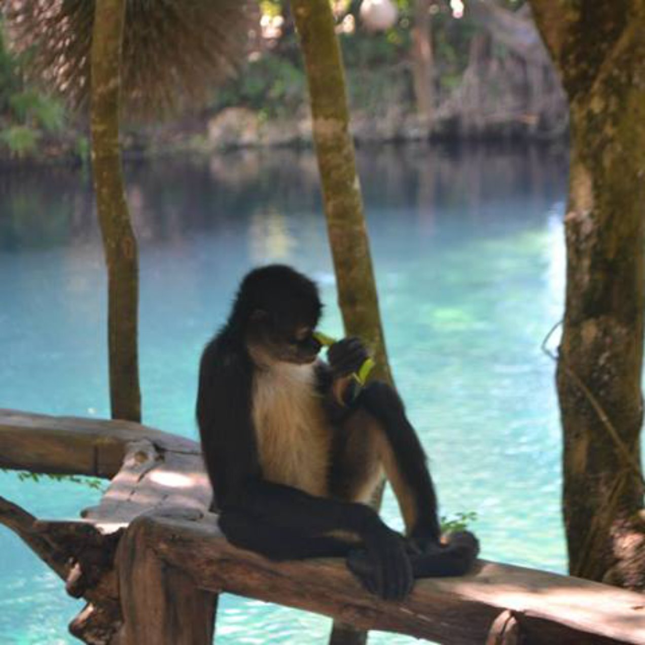 Things we Have in Common with Spider Monkeys