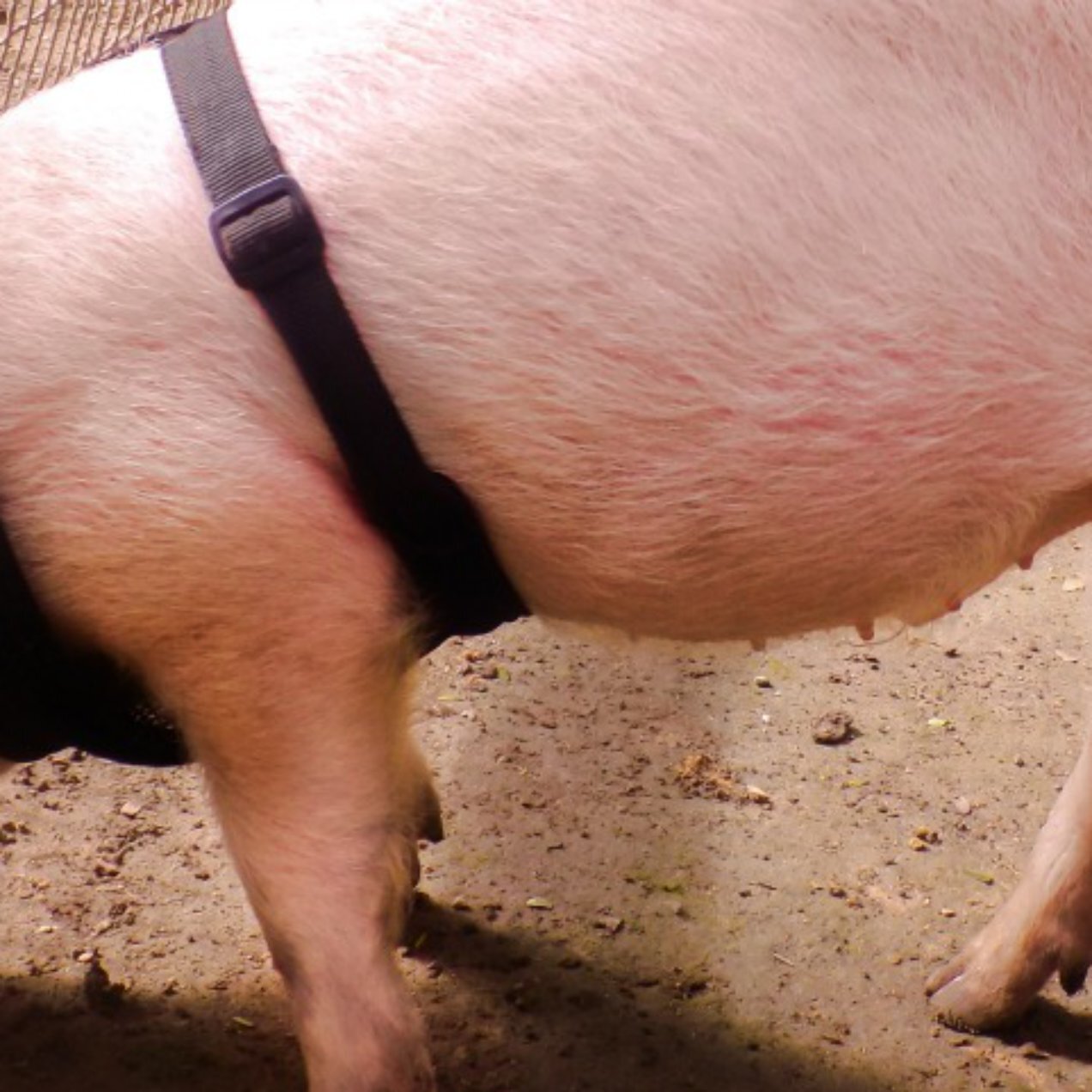 Sandos Stories: The New Pig at Sandos Caracol