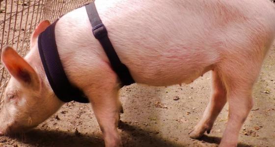 Sandos Stories: The New Pig at Sandos Caracol