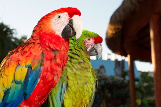 Observación de Aves en Cancún