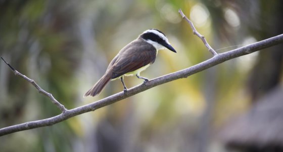 Observación de Aves en Cancún, Mexico
