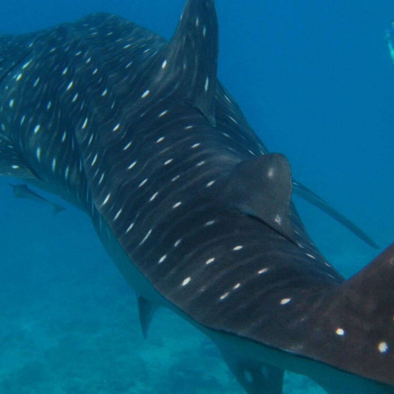 Tiburón ballena en el Caribe Mexicano, nada con ellos