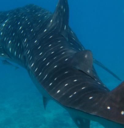 Tiburón ballena en el Caribe Mexicano, nada con ellos