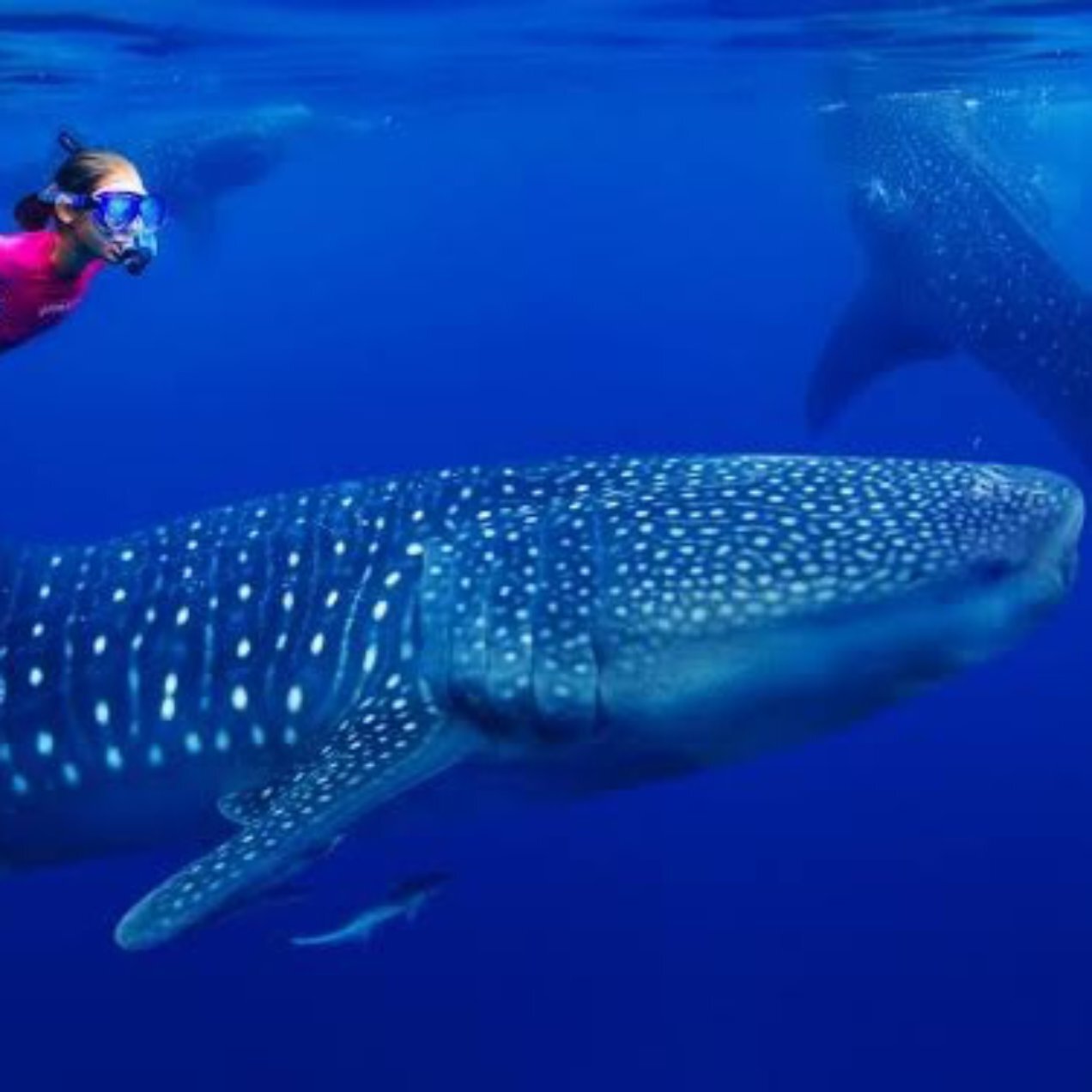 The Famous Cancun Whale Shark Tour