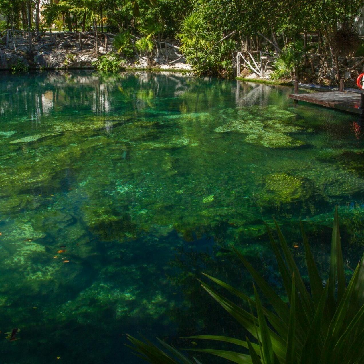 ¿Sabías que: los cenotes de la Riviera Maya son sagrados?