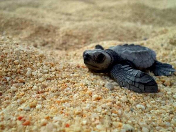 Doblez un acreedor objetivo Tortugas bebés (marinas) en México como nacen estas lindas creaturas