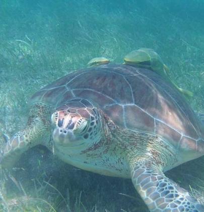 Sea Turtle Protection Program at Sandos