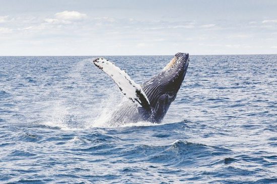whale watching los cabos