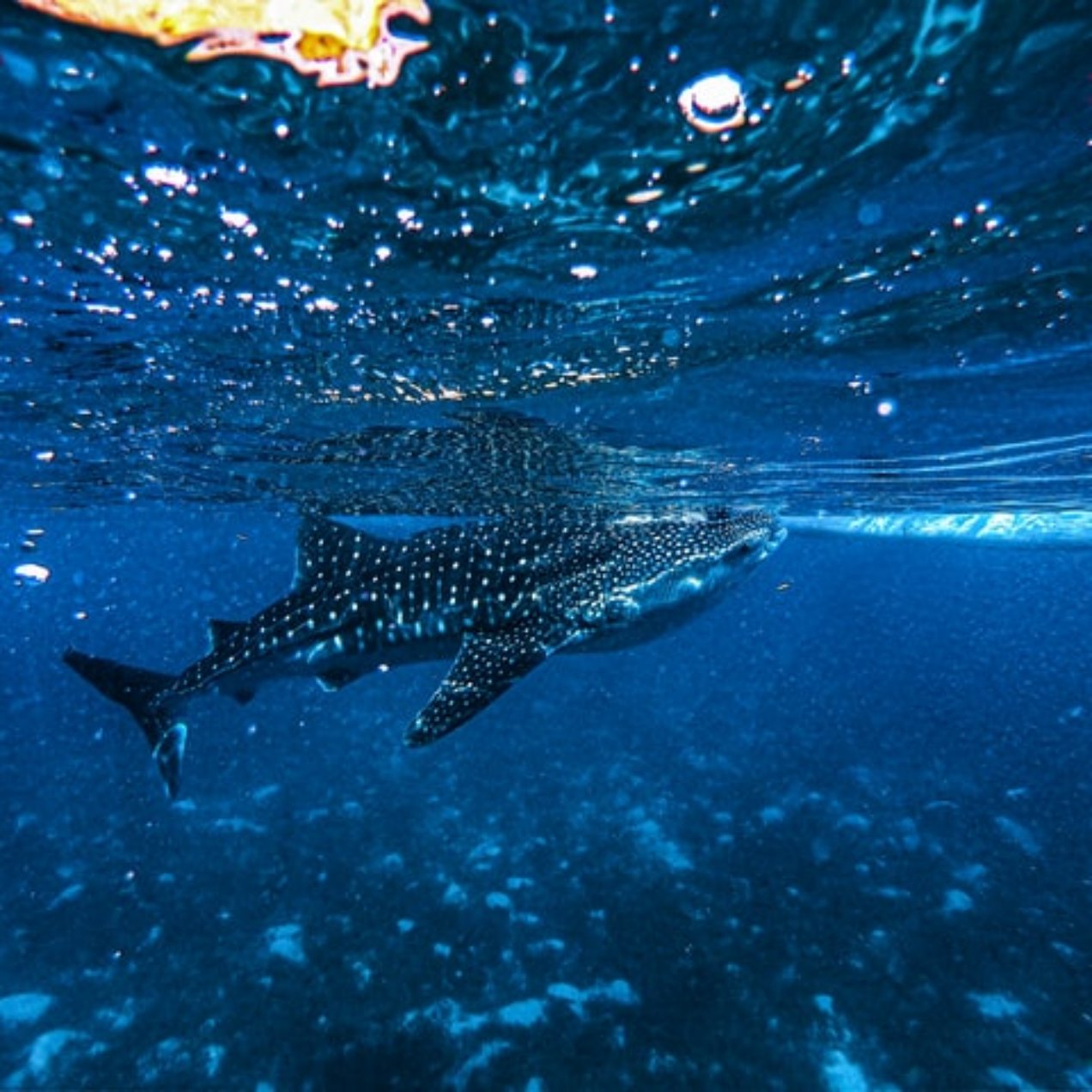 Nada con Tiburones Ballena en Cancún
