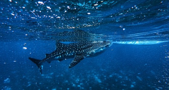 Nada con Tiburones Ballena en Cancún